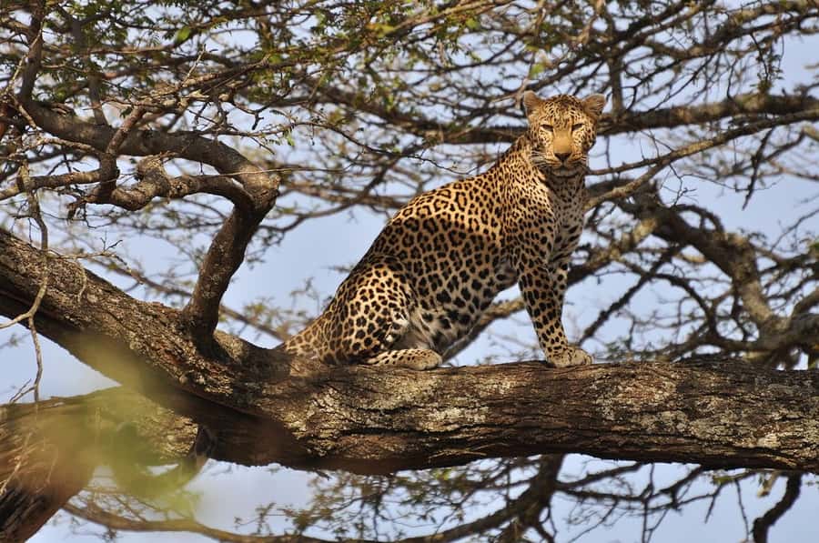 Nairobi National Park Morning Game Drive With Free Pickup - Four hours among lions, rhinos, and giraffes
