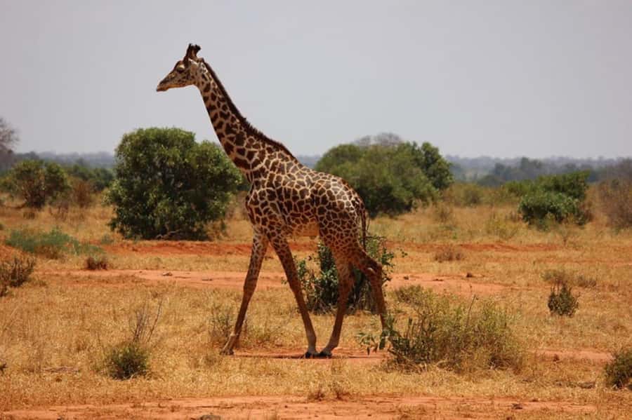 Nairobi National Park Morning Game Drive With Free Pickup - What the guide adds, and where service can fall short