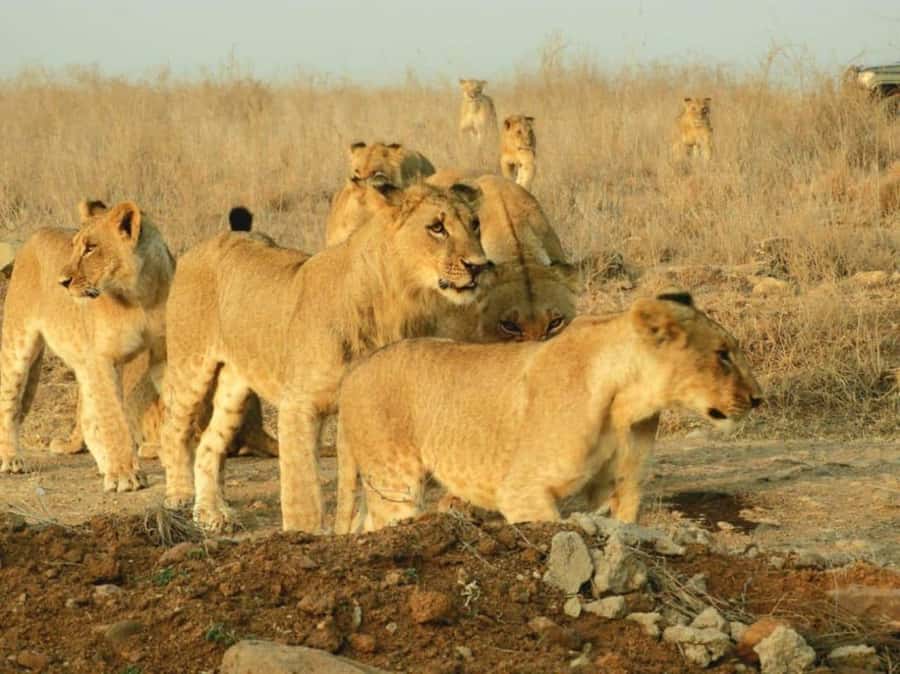 Nairobi National Park Morning Game Drive With Free Pickup - Timing, comfort, and what to bring