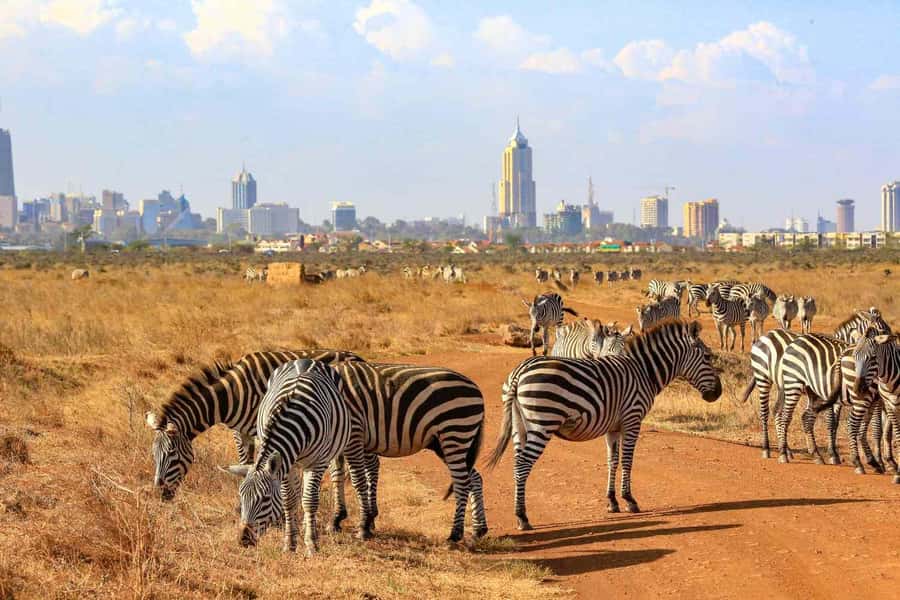 Nairobi National Park Morning Game Drive With Free Pickup - Who will get the most from this drive