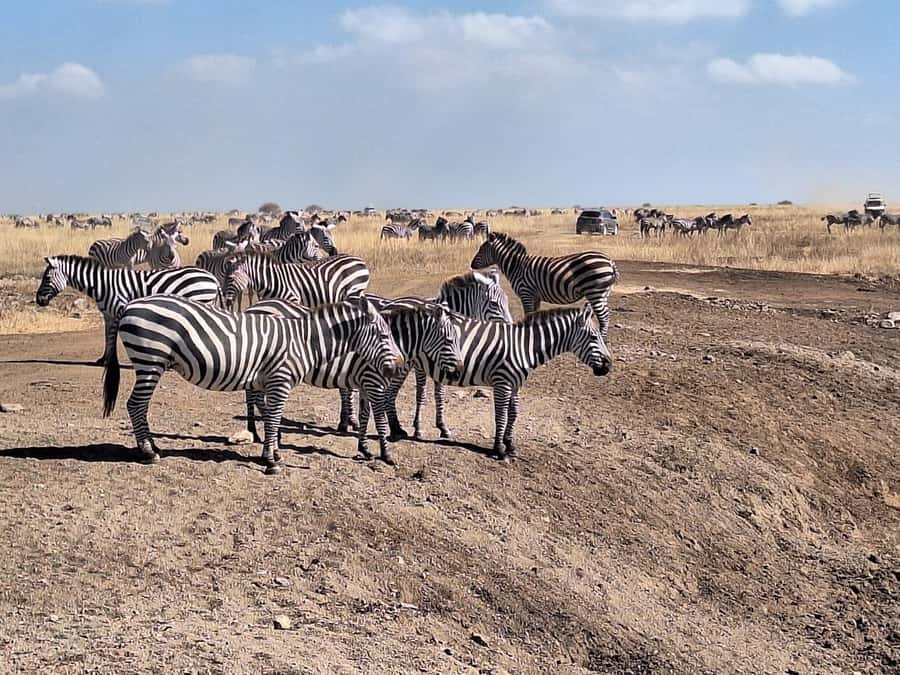 Nairobi National Park Morning Or Evening Game Drive Tour - Morning or evening: which option should you choose?