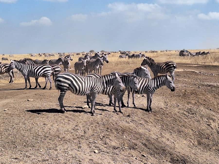 Nairobi National Park Morning Or Evening Game Drive Tour - The real price: $113 before lunch