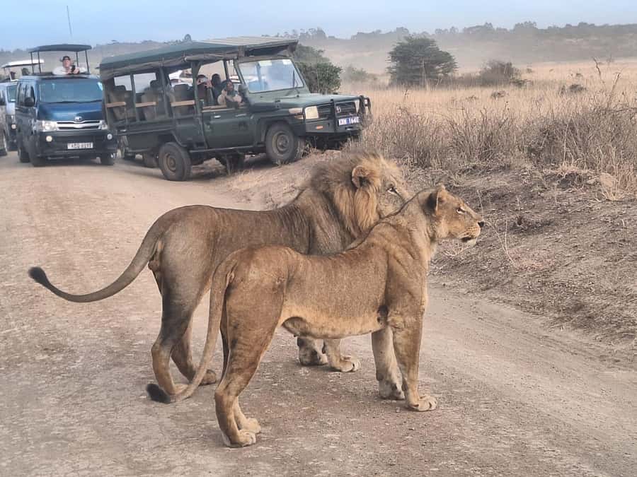 Nairobi National Park Morning Or Evening Game Drive Tour - Is this a good airport layover activity?