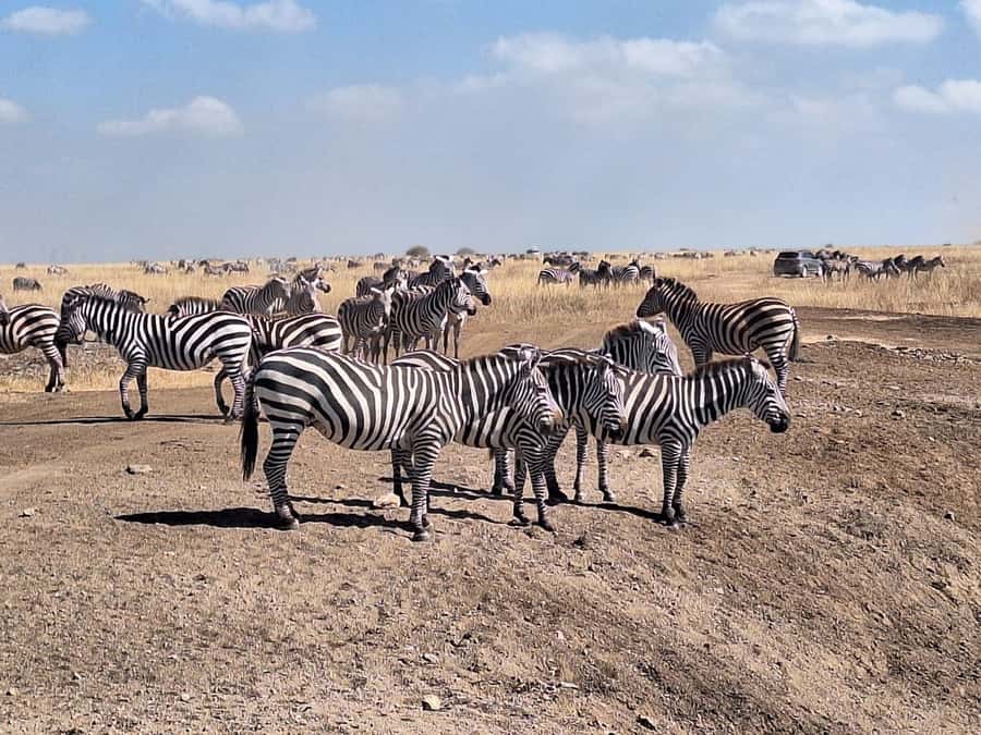 Nairobi National Park Morning Or Evening Game Drive Tour - Who will enjoy this safari most?