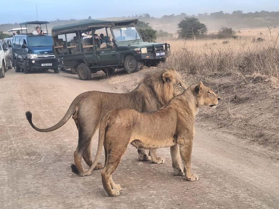 Nairobi National Park Morning Or Evening Game Drive Tour - What the five-hour drive is like