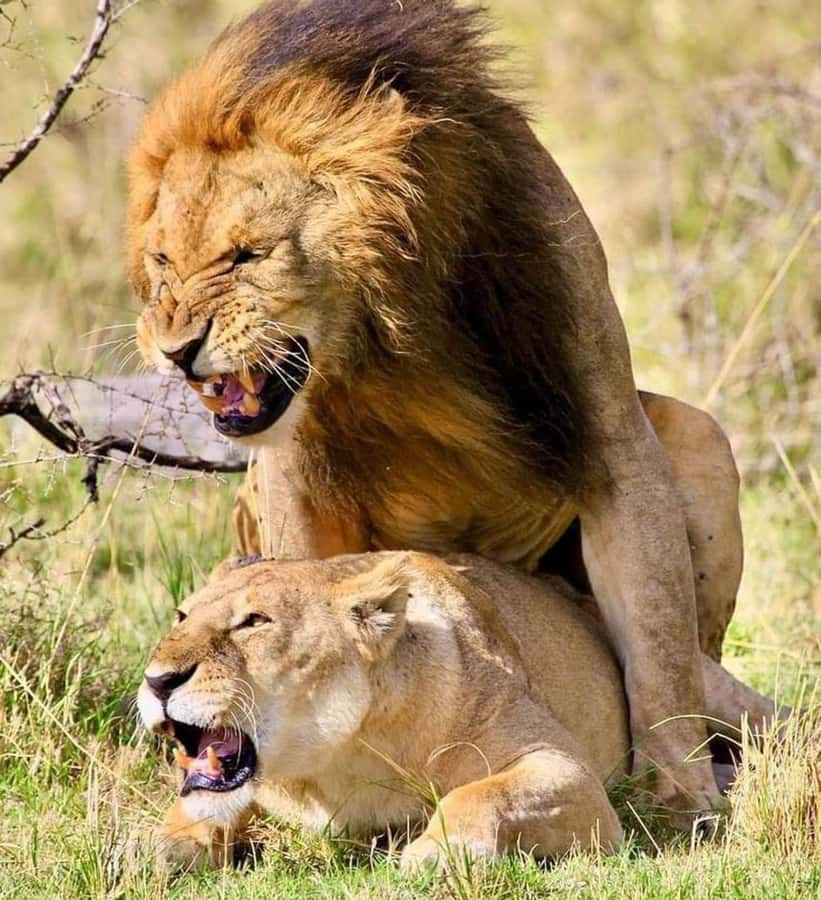 Nairobi: National Park & Optional Elephants & Giraffe Center - Key points at a glance