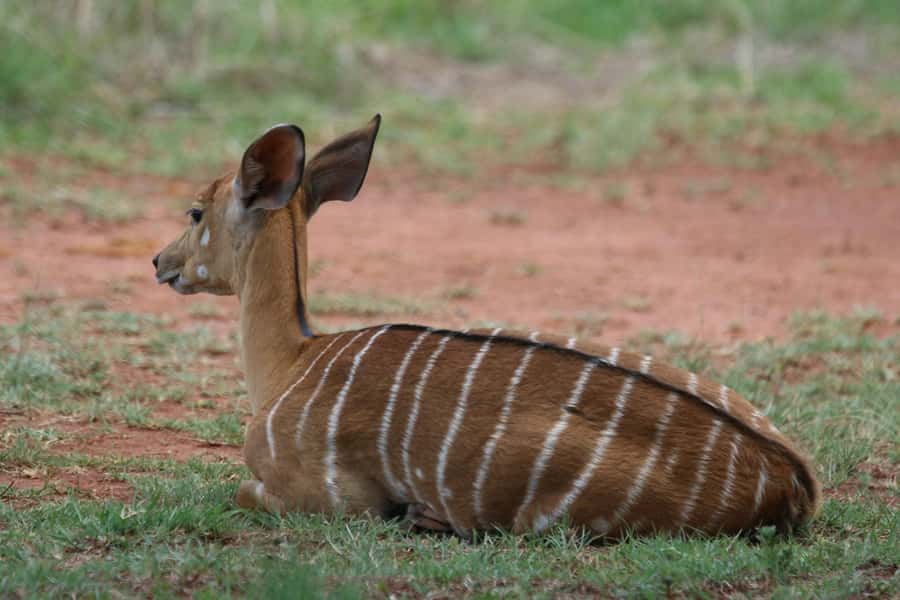 Nairobi: National Park & Optional Elephants & Giraffe Center - What you might see inside the park