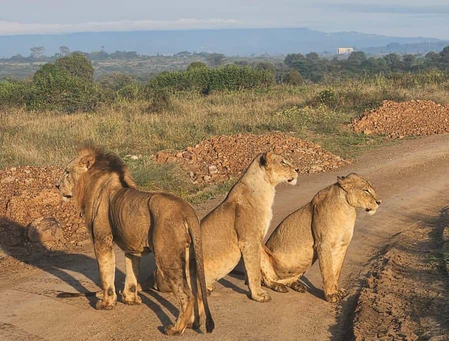 Nairobi: National Park & Optional Elephants & Giraffe Center - The David Sheldrick Wildlife Trust and baby elephants