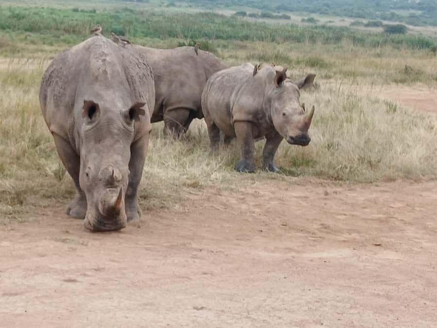 Nairobi: National Park & Optional Elephants & Giraffe Center - Lunch, traffic, and the real length of the day