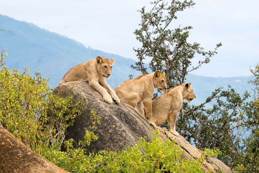 Nairobi: National Park & Optional Elephants & Giraffe Center - What the price really includes