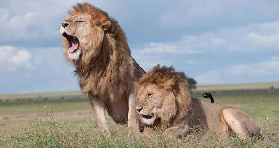 A male lion in the grass on a Nairobi National Park game drive