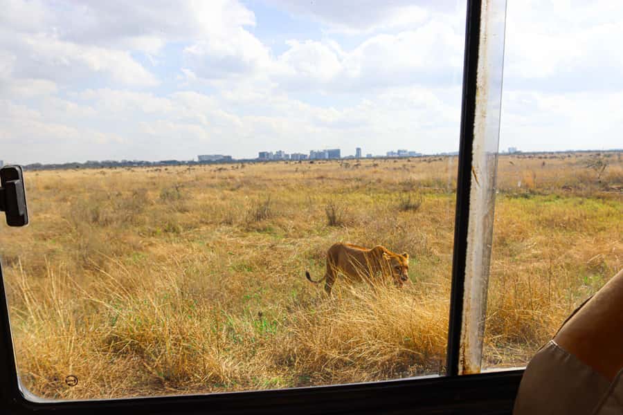 Nairobi National Park, Orphanage, Giraffe & Beads Tour - Why Nairobi National Park makes this day special