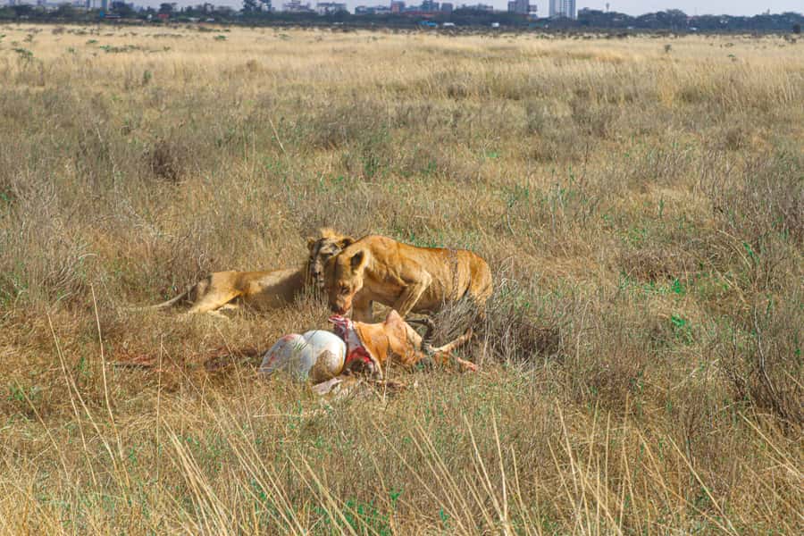 Nairobi National Park, Orphanage, Giraffe & Beads Tour - Lunch and a useful pause in the middle of the day