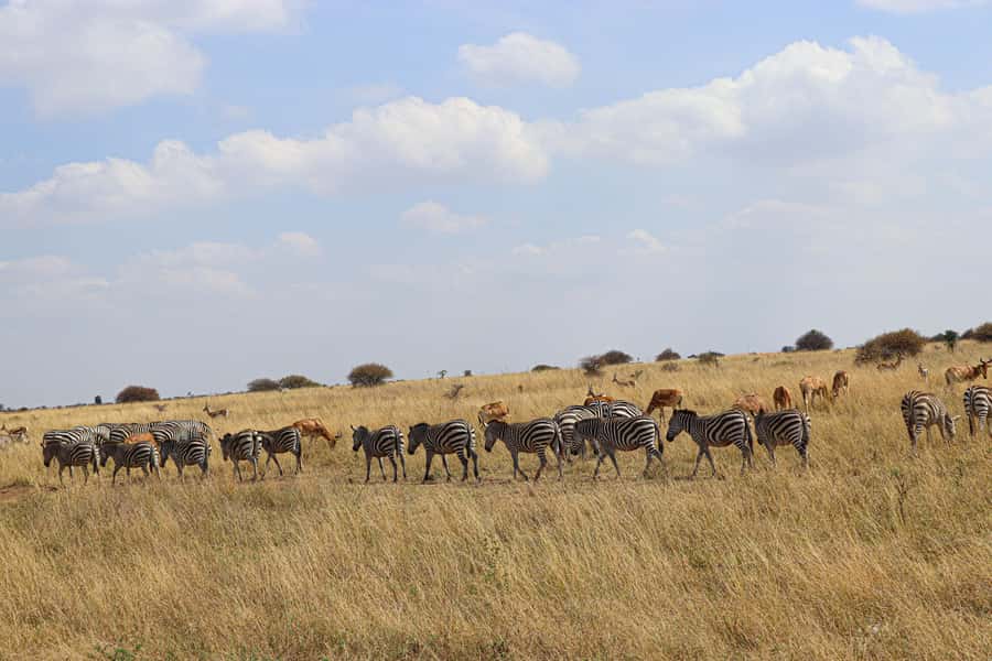 Nairobi National Park, Orphanage, Giraffe & Beads Tour - How the guide and vehicle shape the day