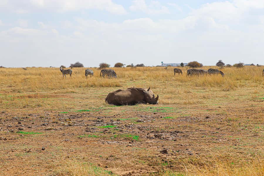 Nairobi National Park, Orphanage, Giraffe & Beads Tour - What the $140 price really covers