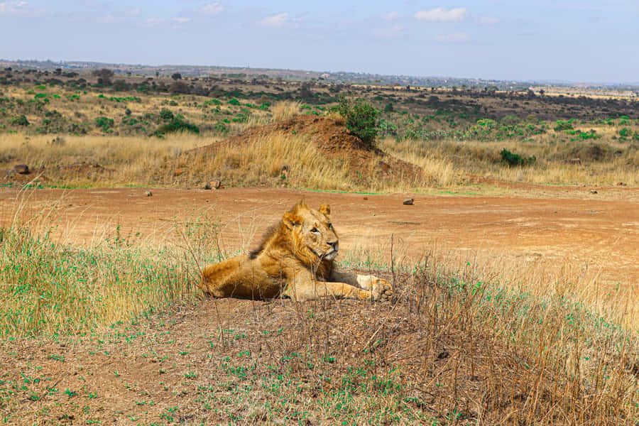 Nairobi National Park, Orphanage, Giraffe & Beads Tour - Should you book this experience?