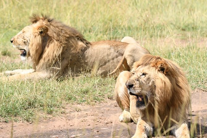 Nairobi National park private day tour - Why Nairobi National Park works so well for a short safari