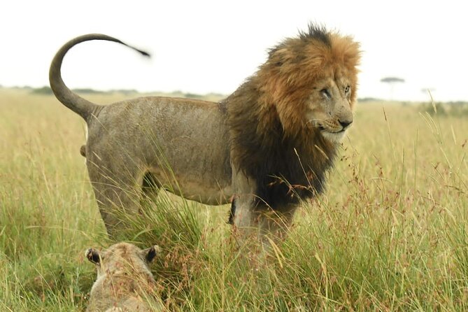 Nairobi National park private day tour - Inside Nairobi National Park