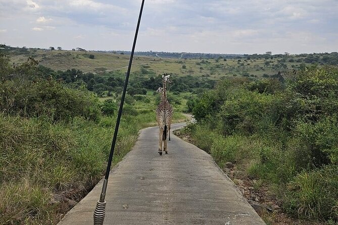 Nairobi National Park Private Half Day Tour with Pick up - Key points to know before booking