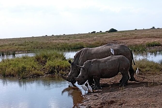 Nairobi National Park Private Half Day Tour with Pick up - Nairobi National Park with the city in view