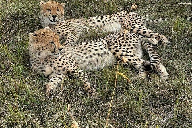 Nairobi National Park Private Half Day Tour with Pick up - Wildlife you may see, from rhinos to birds