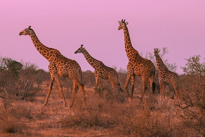 Nairobi National Park Private Half Day Tour with Pick up - The guide’s role during the outing