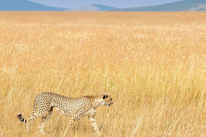 Nairobi National Park Private Half Day Tour with Pick up - Is the $100 price good value?