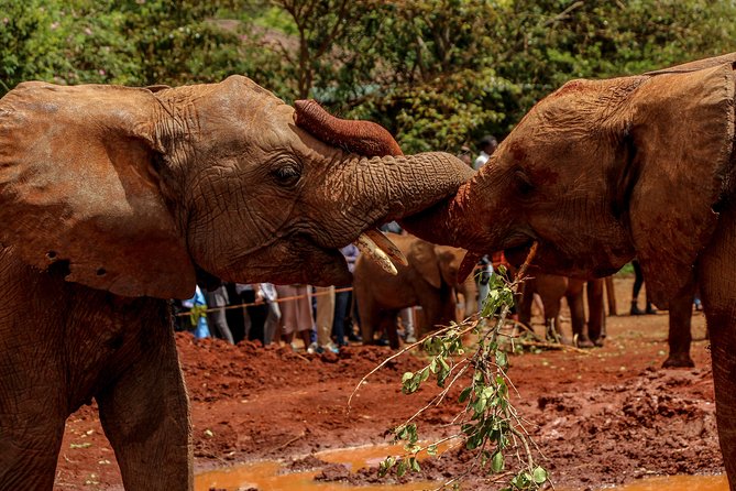 Nairobi National Park Private Safari - Why this Nairobi safari works so well in one day
