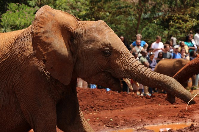 Nairobi National Park Private Safari - What the private format changes