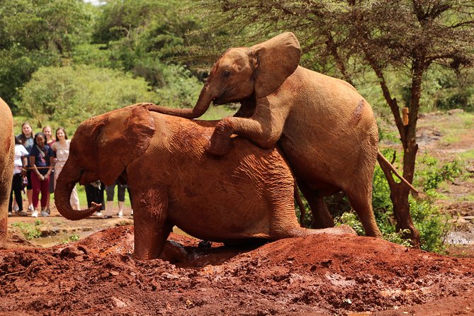 Nairobi National Park Private Safari - How the guide can shape your day