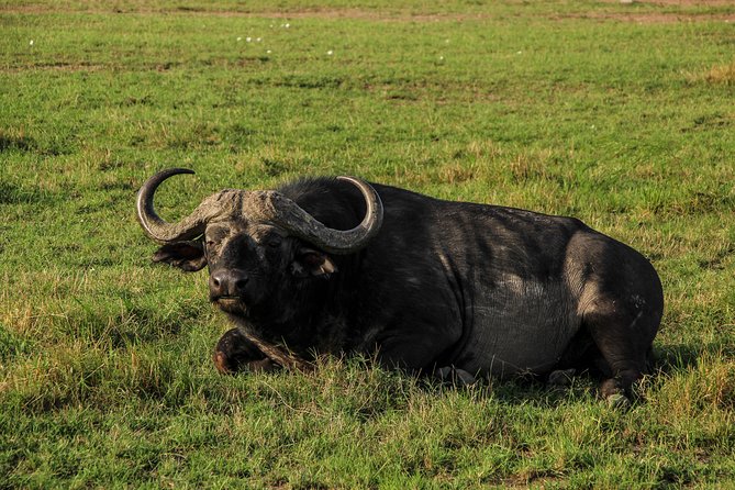 Nairobi National Park Private Safari - Who should book this private safari?