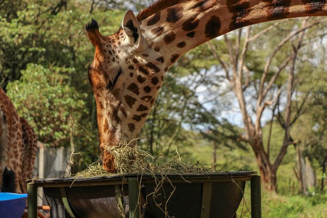 Nairobi National Park Private Safari - Four hours among Nairobi’s wild animals