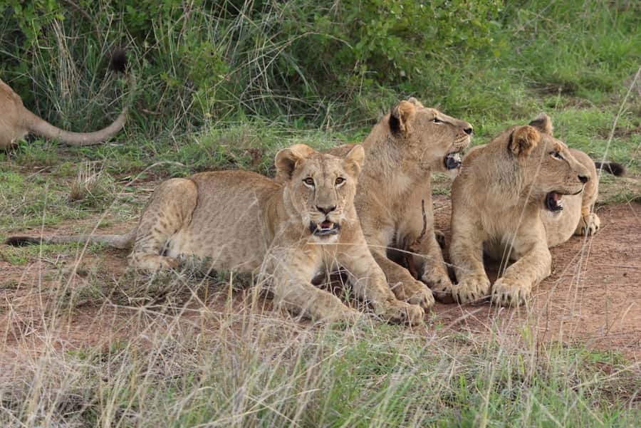 Nairobi: National Park Private Tour in 4X4 Jeep - Entering Nairobi National Park