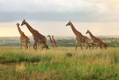Nairobi: National Park Private Tour in 4X4 Jeep