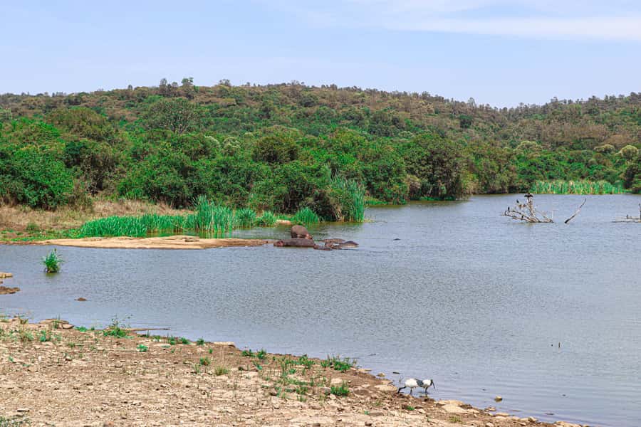 Nairobi: National Park Private Tour in 4X4 Jeep - Five hours of animals, tracking, and photo stops