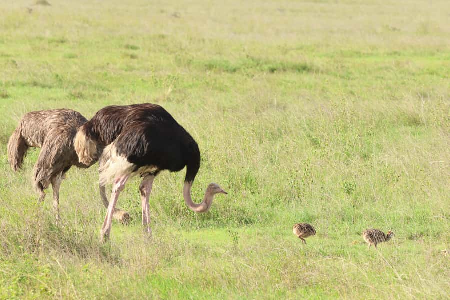 Nairobi: National Park Private Tour in 4X4 Jeep - Lunch and the optional Giraffe Centre