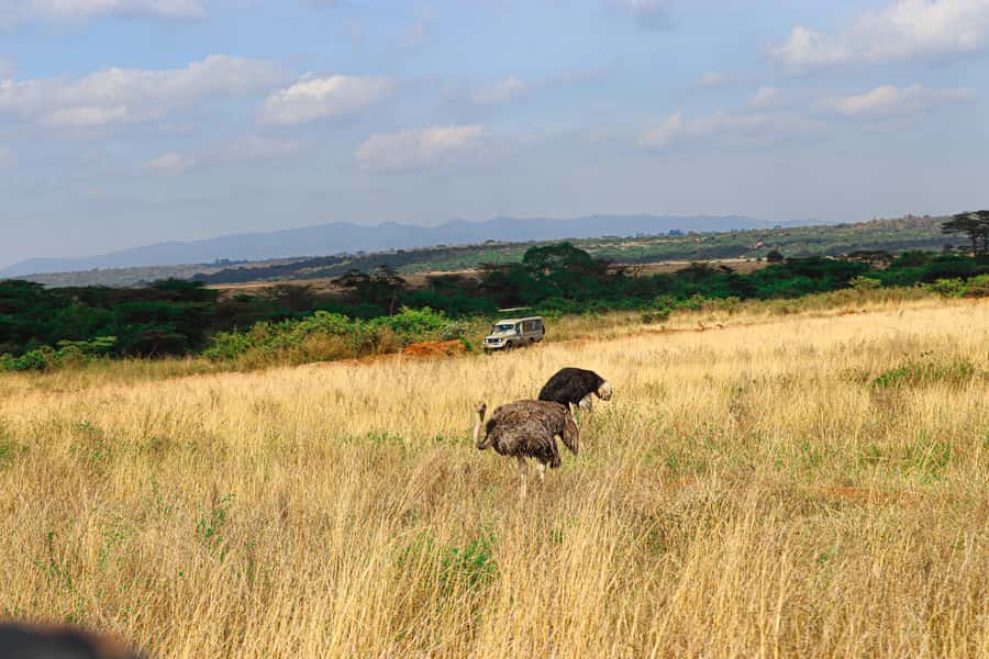 Nairobi: National Park Private Tour in 4X4 Jeep - Is $110 good value?