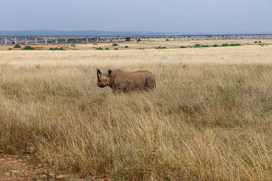 Nairobi: National Park Private Tour in 4X4 Jeep - What makes the guiding valuable