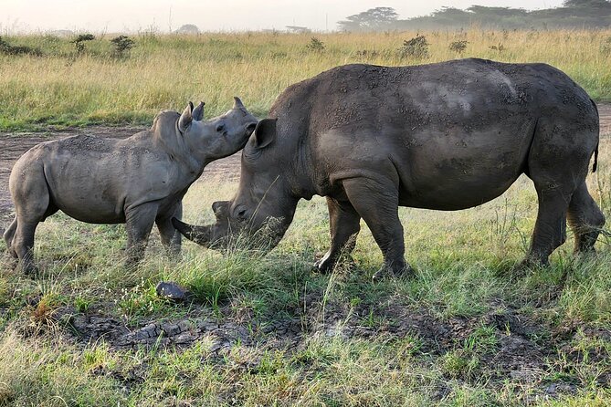 Nairobi National Park Private Tour (Morning/Afternoon Options) - Why this city safari is worth your time