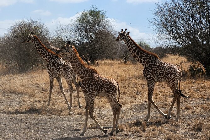 Nairobi National Park Private Tour (Morning/Afternoon Options) - Rhinos, lions, and the park’s main draw