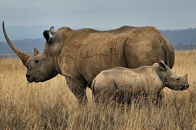 Nairobi National Park Private Tour (Morning/Afternoon Options) - What your guide adds