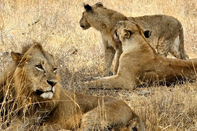 Nairobi National Park Private Tour (Morning/Afternoon Options) - What the $88 price includes