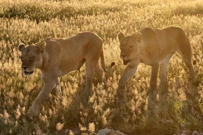 Nairobi National Park Private Tour (Morning/Afternoon Options) - What to bring for the drive