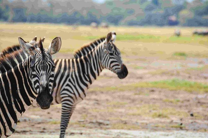 Nairobi National Park Safari - Nairobi National Park with the city in the background