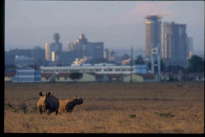 Nairobi National Park Safari - What you may see inside the park