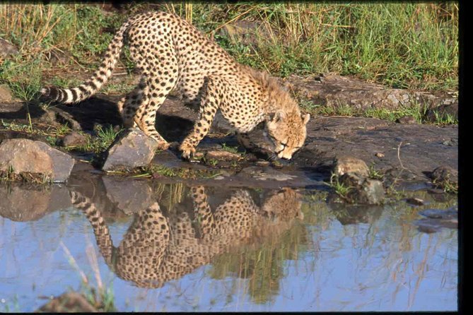 Nairobi National Park Safari - The Maasai dance and possible add-ons