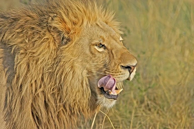 Nairobi National Park Safari Tour - Morning or afternoon: choose based on your priority