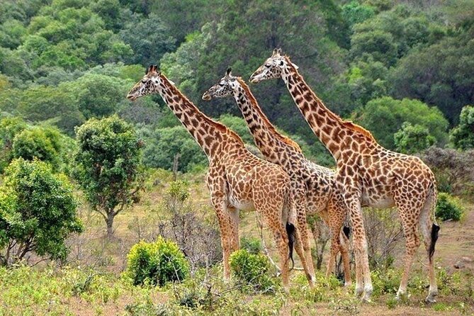 Nairobi National Park Safari With a Visit to Giraffe Center. - The Giraffe Centre and its conservation message