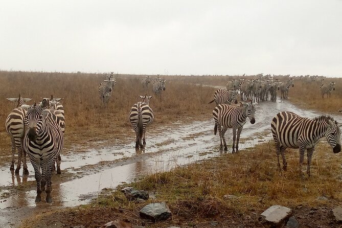 Nairobi National Park Safari With a Visit to Giraffe Center. - Timing, transport, and comfort