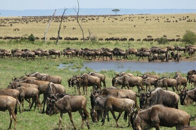 Nairobi National Park Safari With a Visit to Giraffe Center. - Who will get the most from this safari